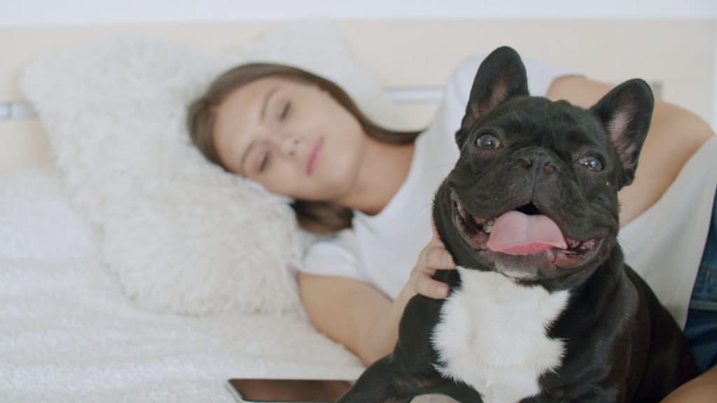 Should I let my Frenchie sleep with me?
