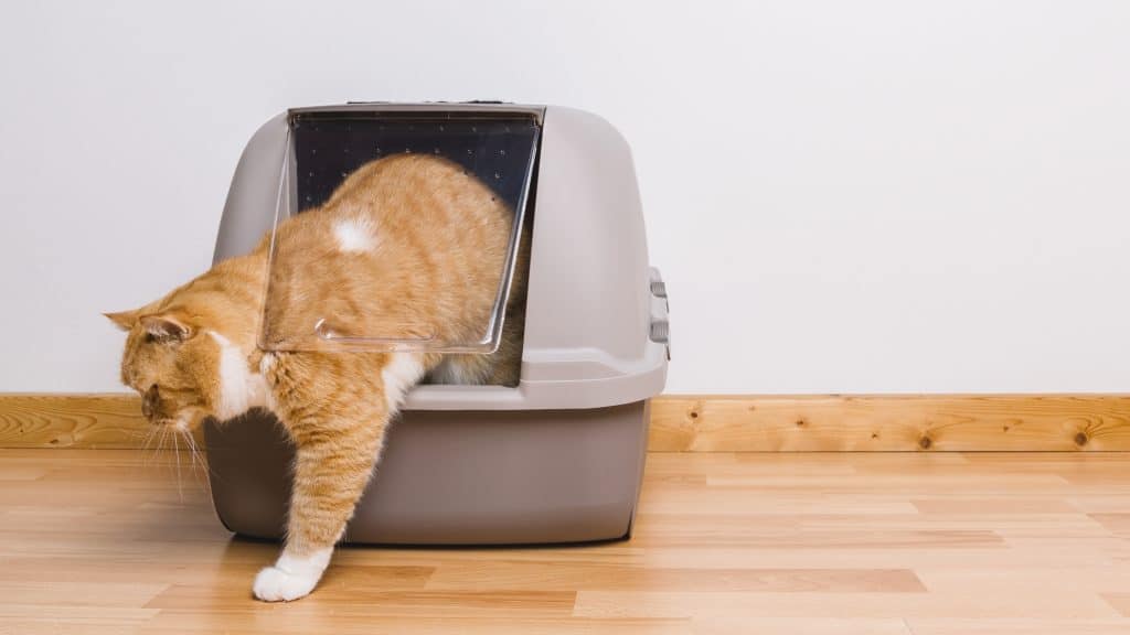 Dog proof cat litter box to prevent coprophagia