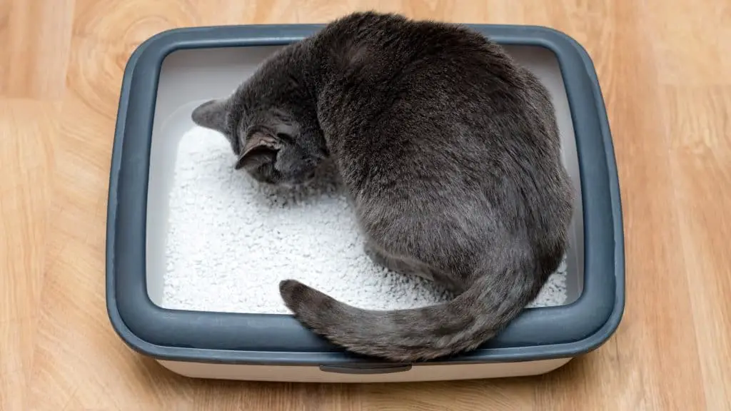 An open cat litter tray is tempting for your French Bulldog