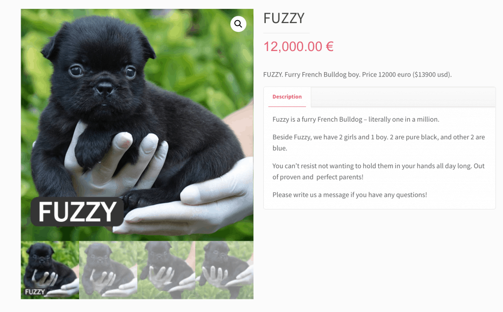 Fuzzy french bulldog

