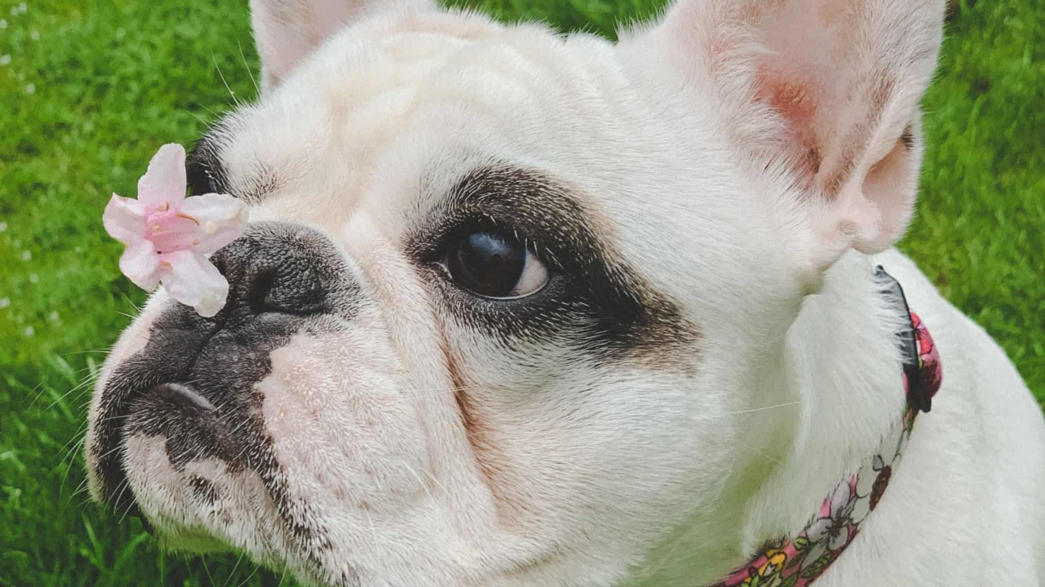 Surprising reasons your Frenchie has a dry nose ( and how