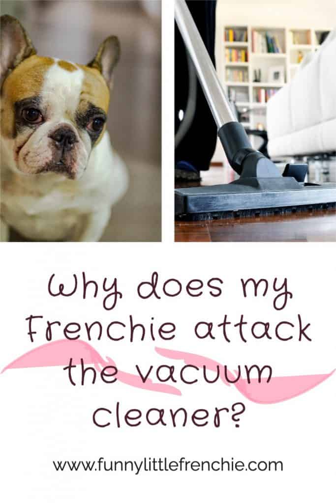 Why does my Frenchie attack the vacuum cleaner and can I